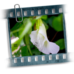 Pentax Album